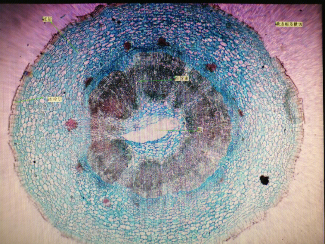 空肠显微镜下的结构图片