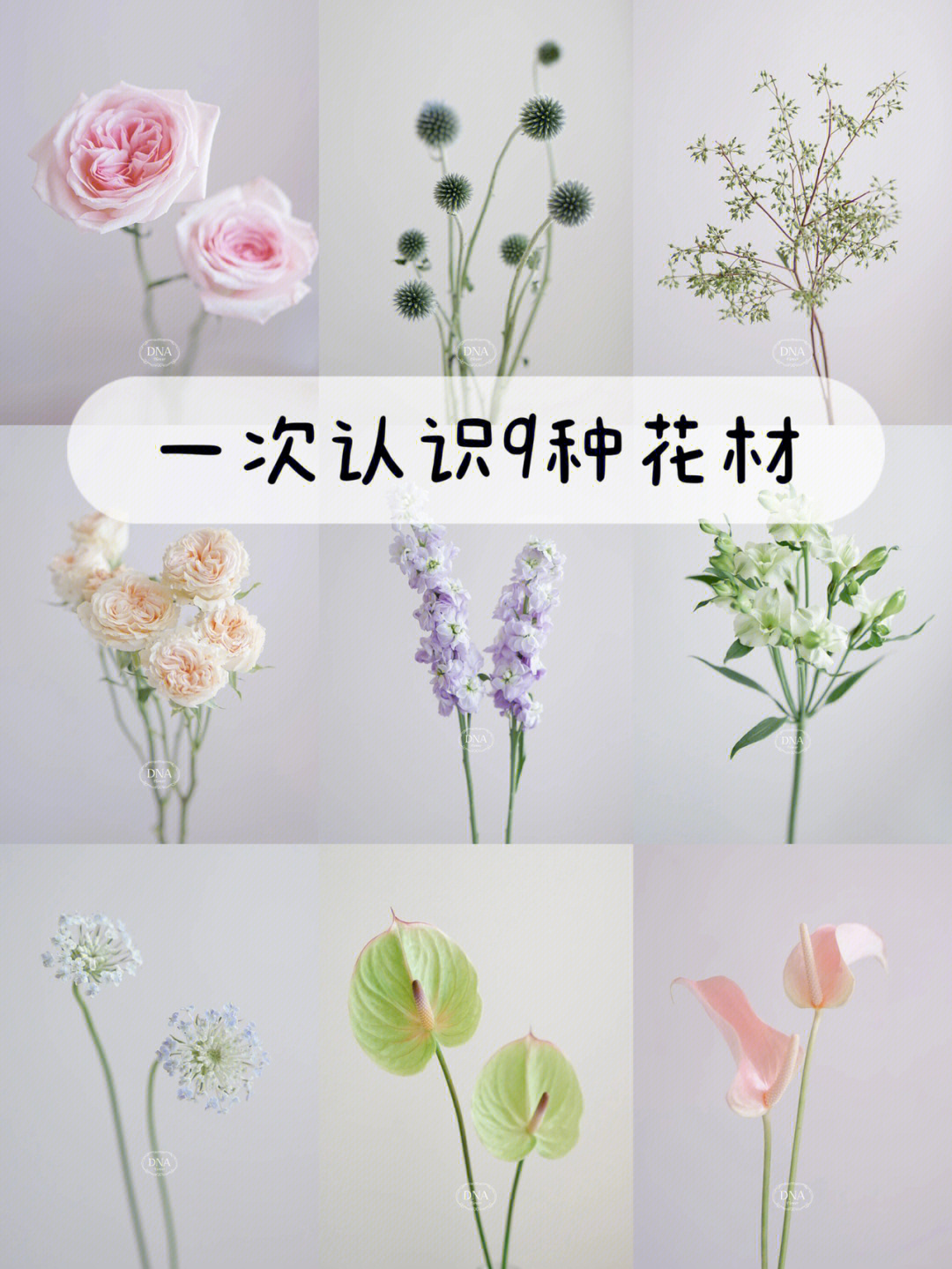 dna识花一次认识9种花材附花语