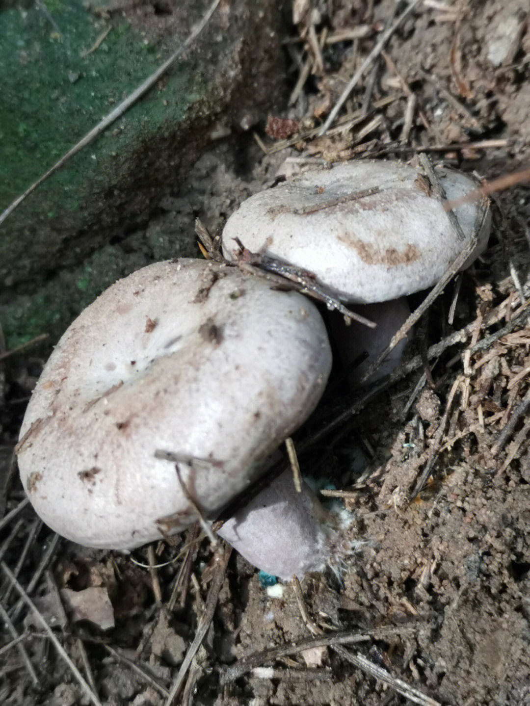 野生蘑菇  