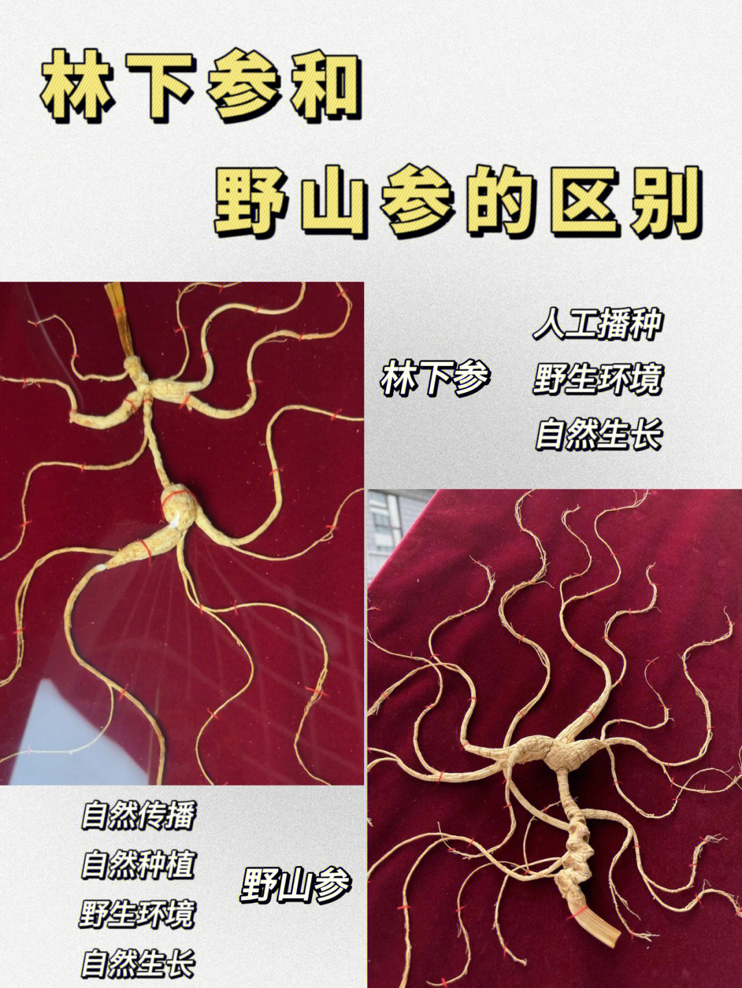 林下参和野山参的区别