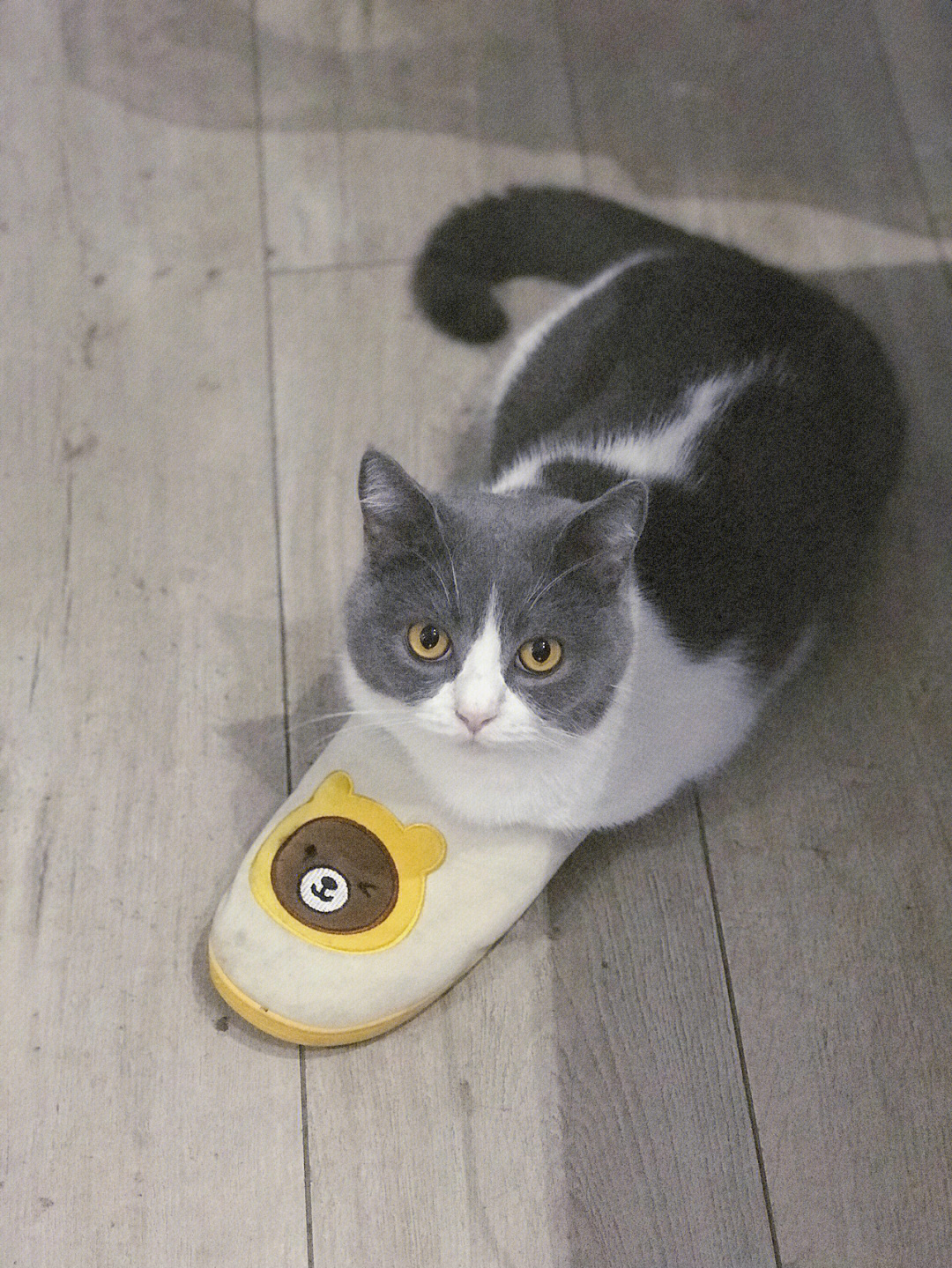 一只小猫咪对拖鞋有多喜爱