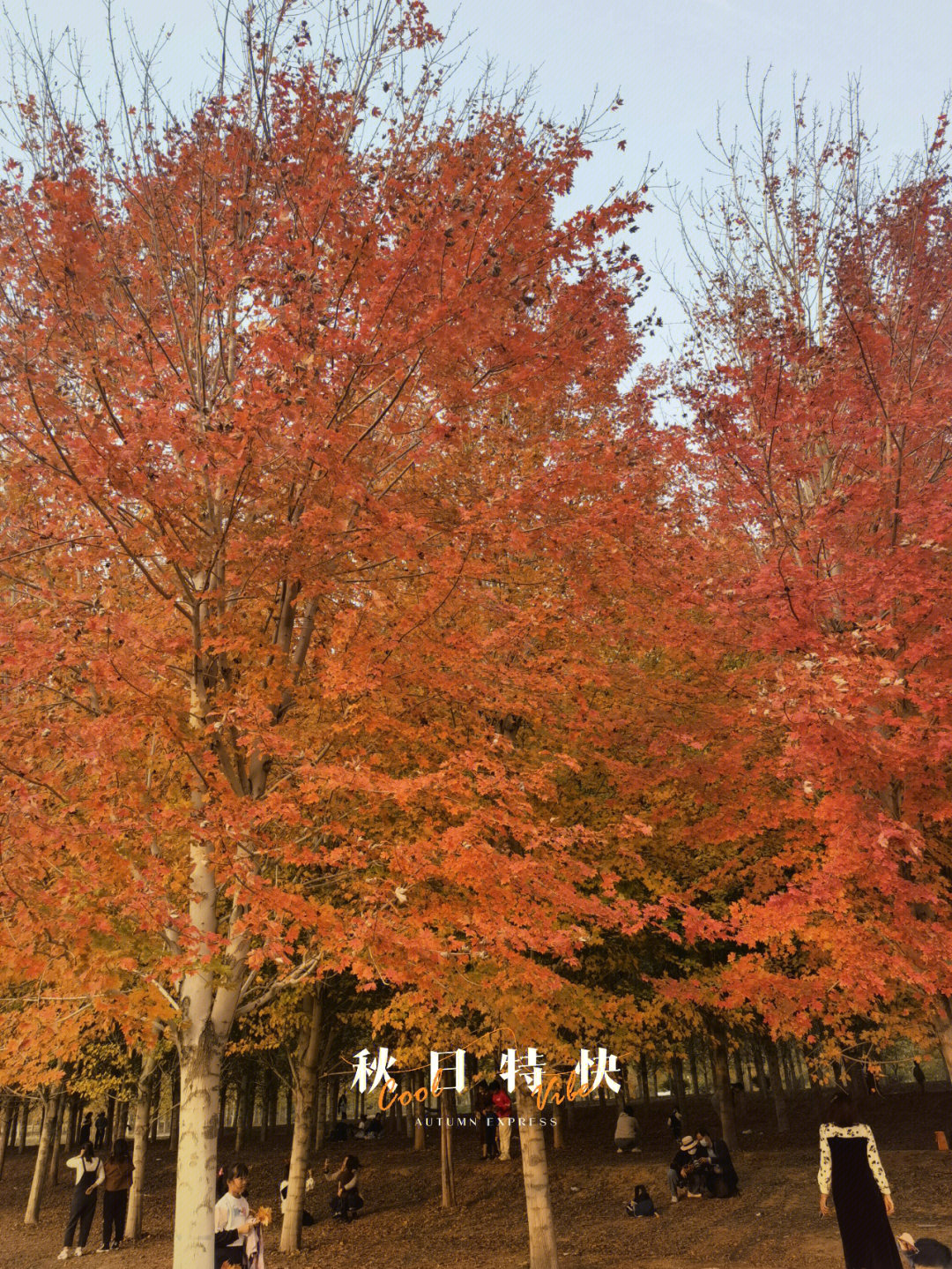 张家楼枫叶林