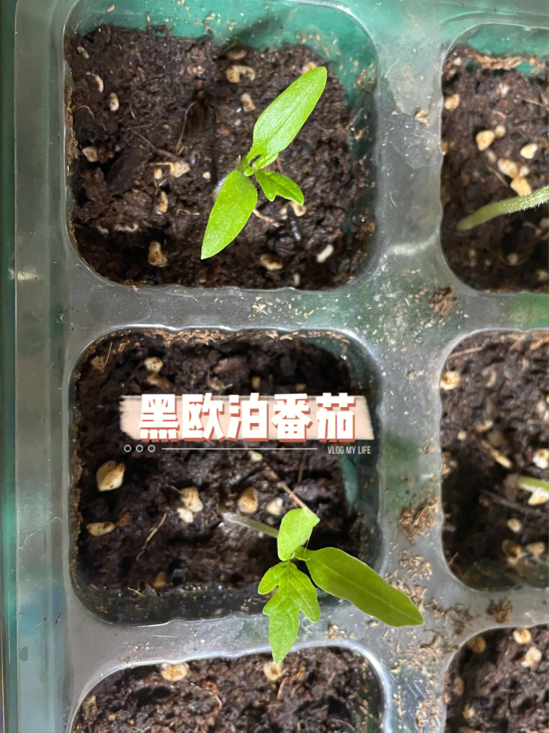 番茄和秋葵都发芽97了几天啦,有的已经长出了真叶希望都能成活