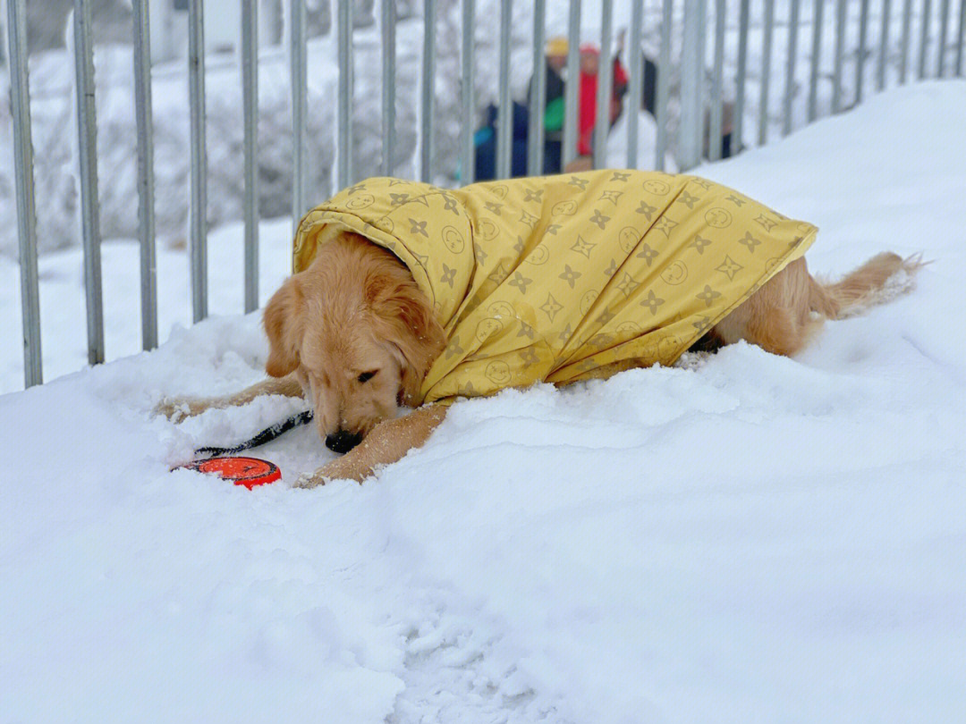 傻乎乎的埋头吃雪不过作为南方的98,能够在下雪天玩雪,真的是很幸福