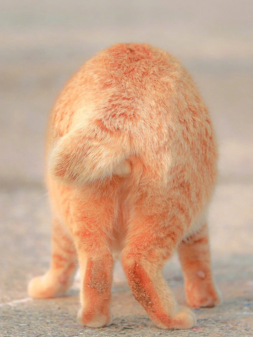 橘猫麒麟尾图片