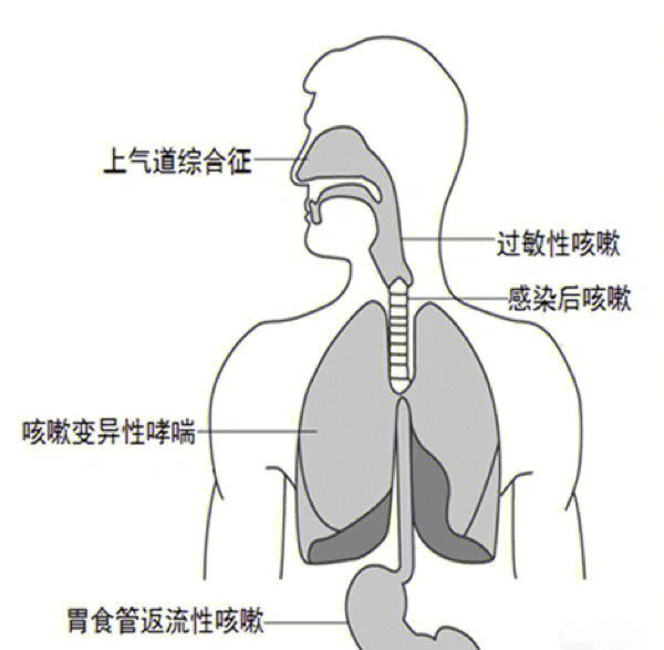 有效咳嗽 示意图图片