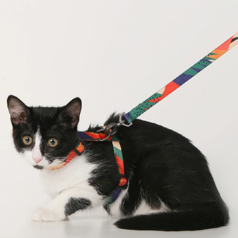 多伦多宠物用品猫咪牵引绳