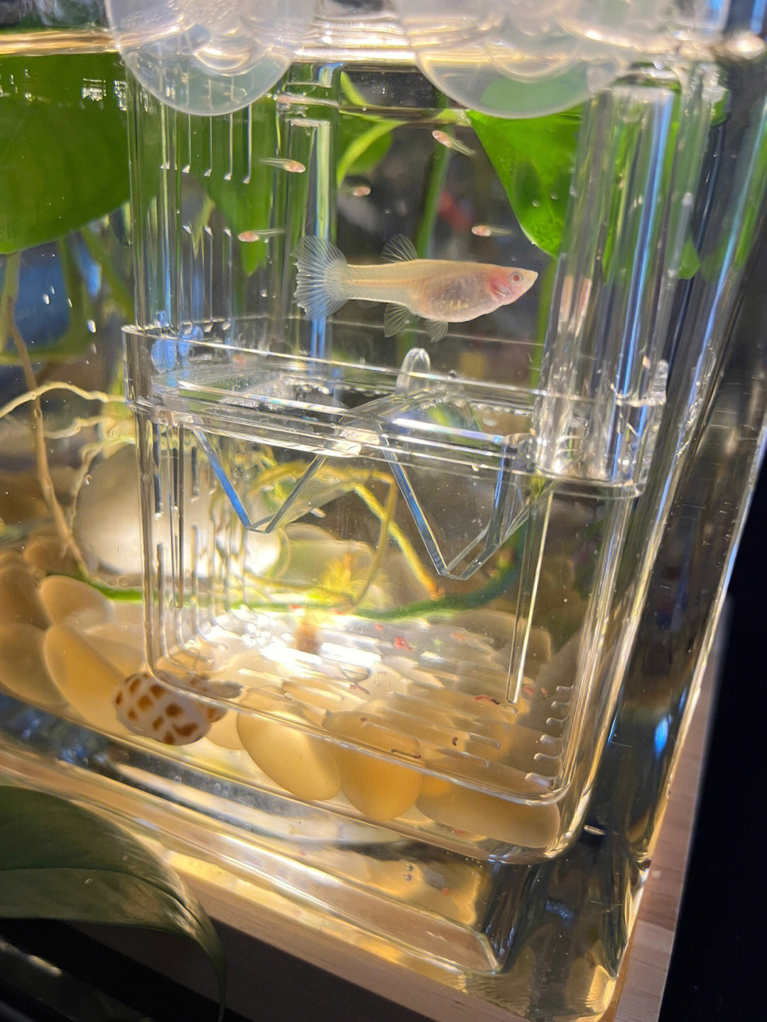 新手养鱼孔雀鱼玻璃鱼缸