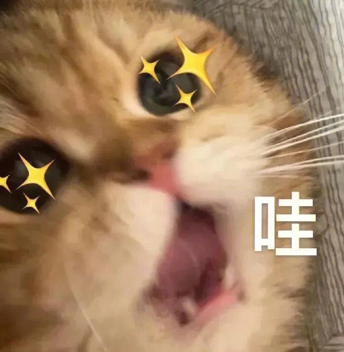 绘圈猫猫头表情包图片