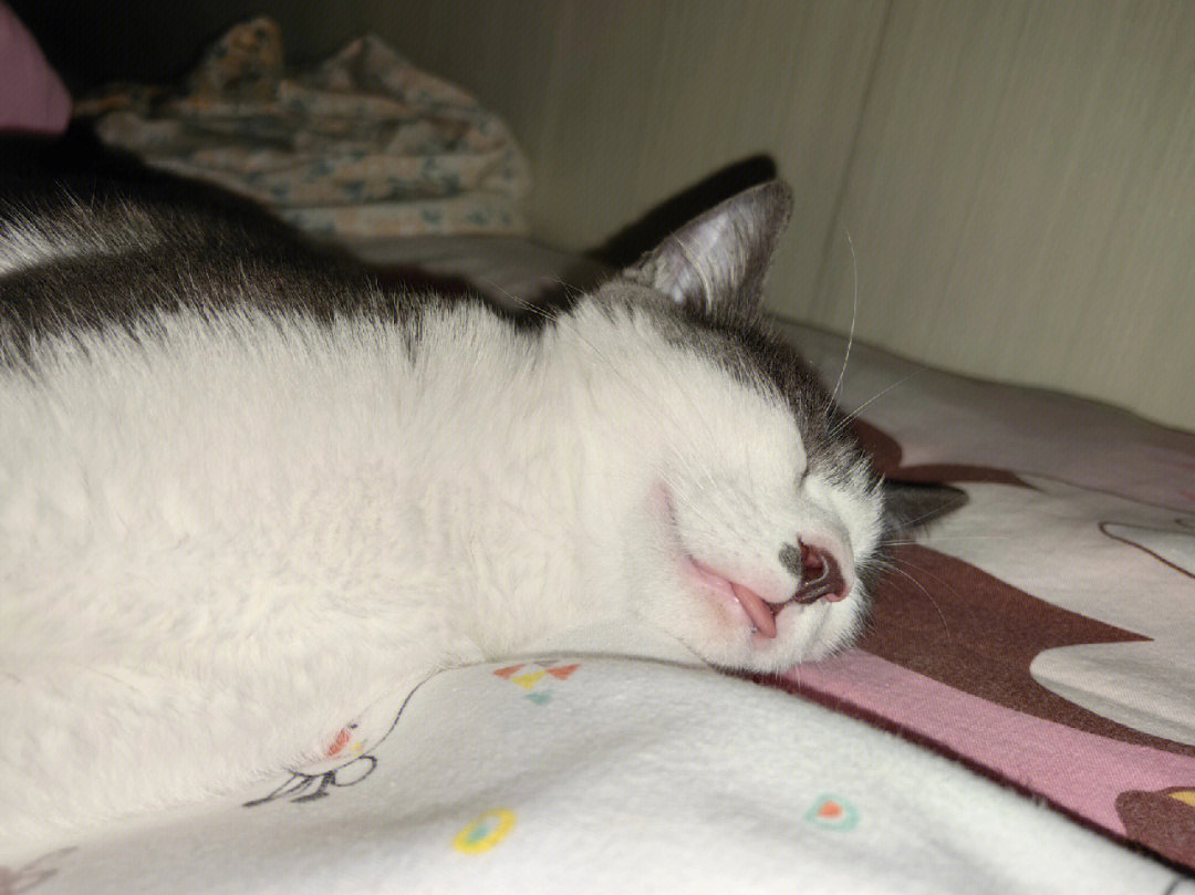我的猫睡觉又流口水又吐舌头