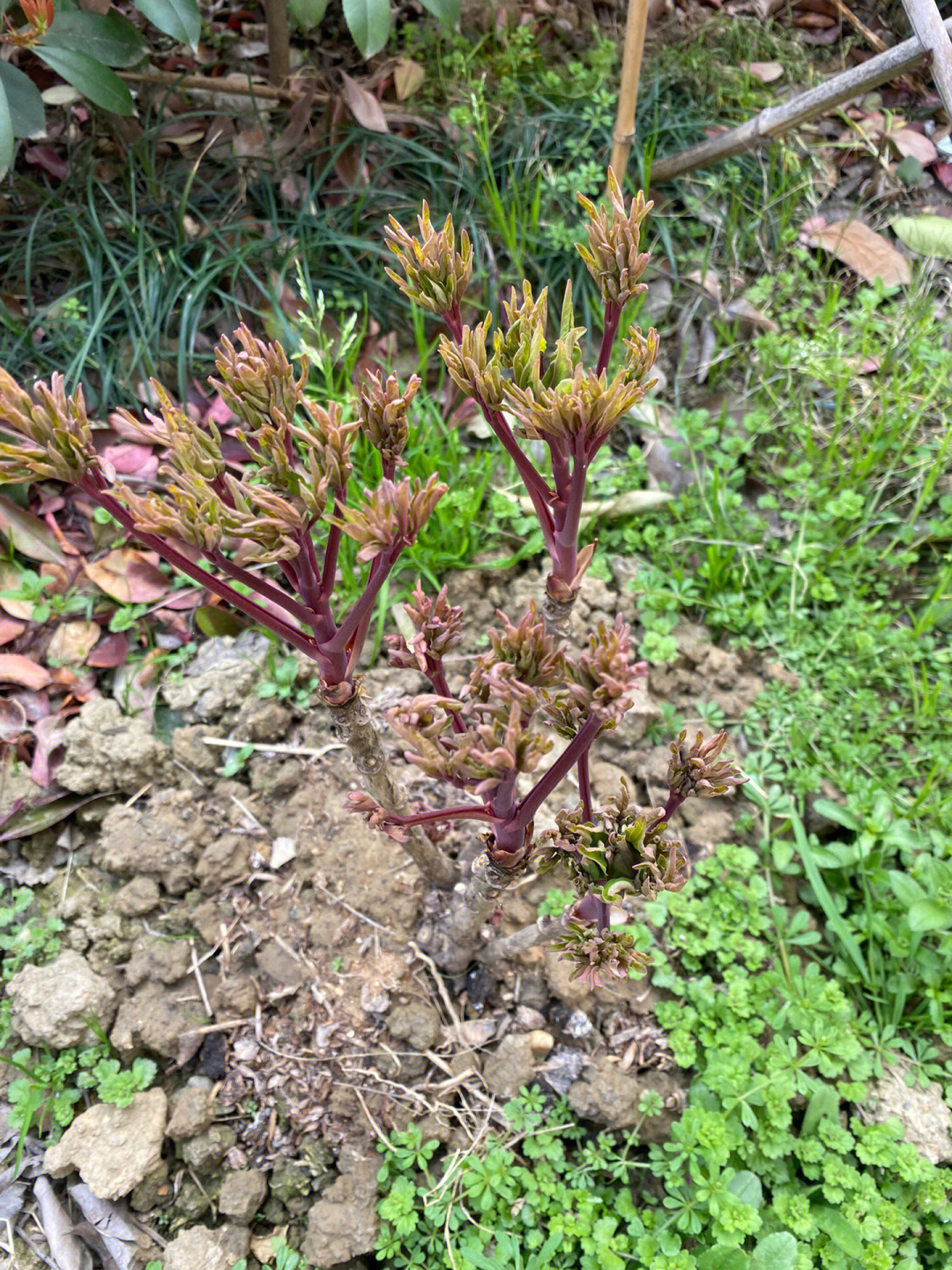 岛锦牡丹花芽图图片