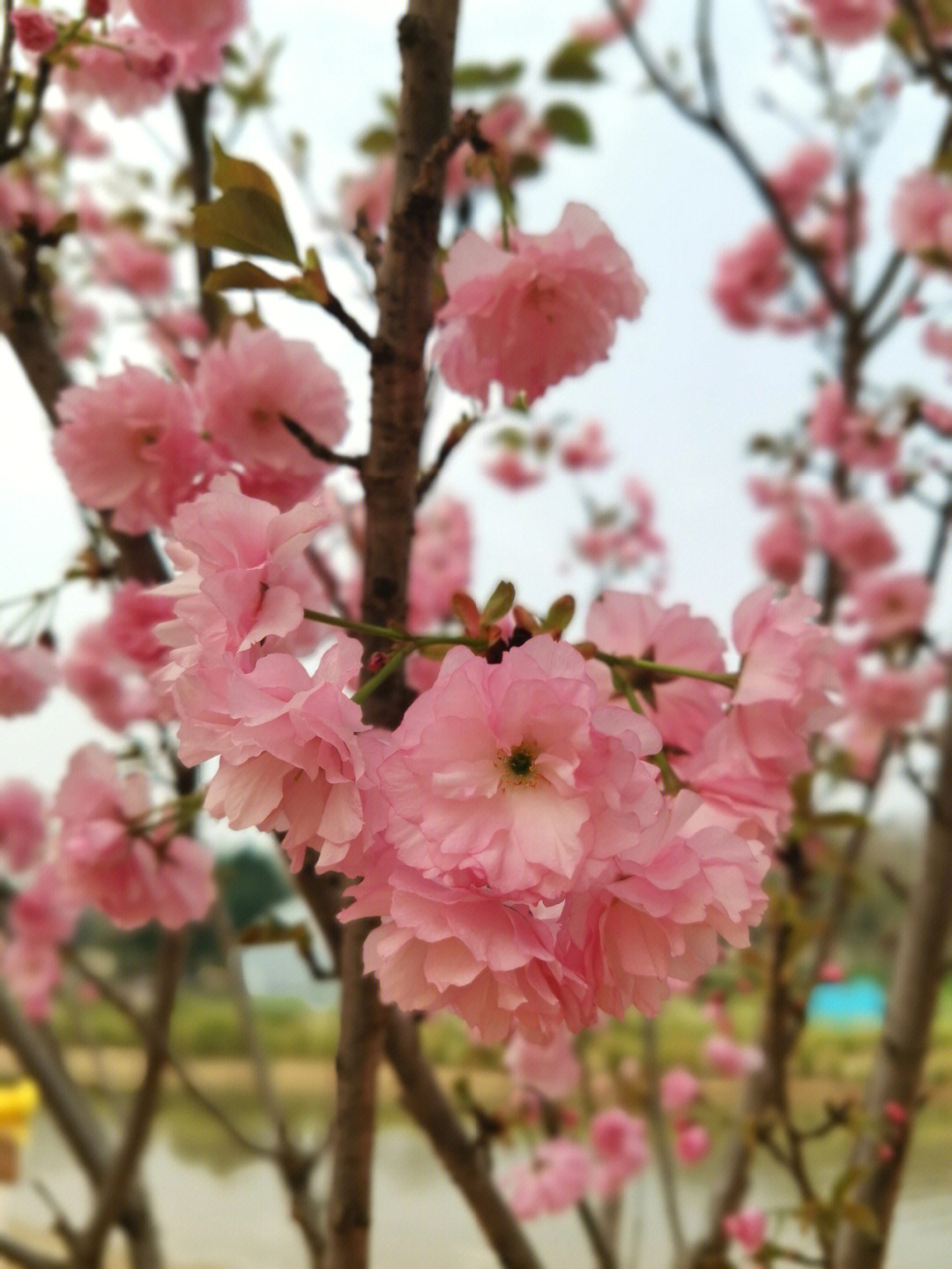 一方乐田樱花节图片