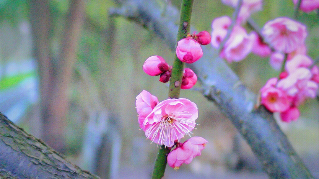 春天的梅花