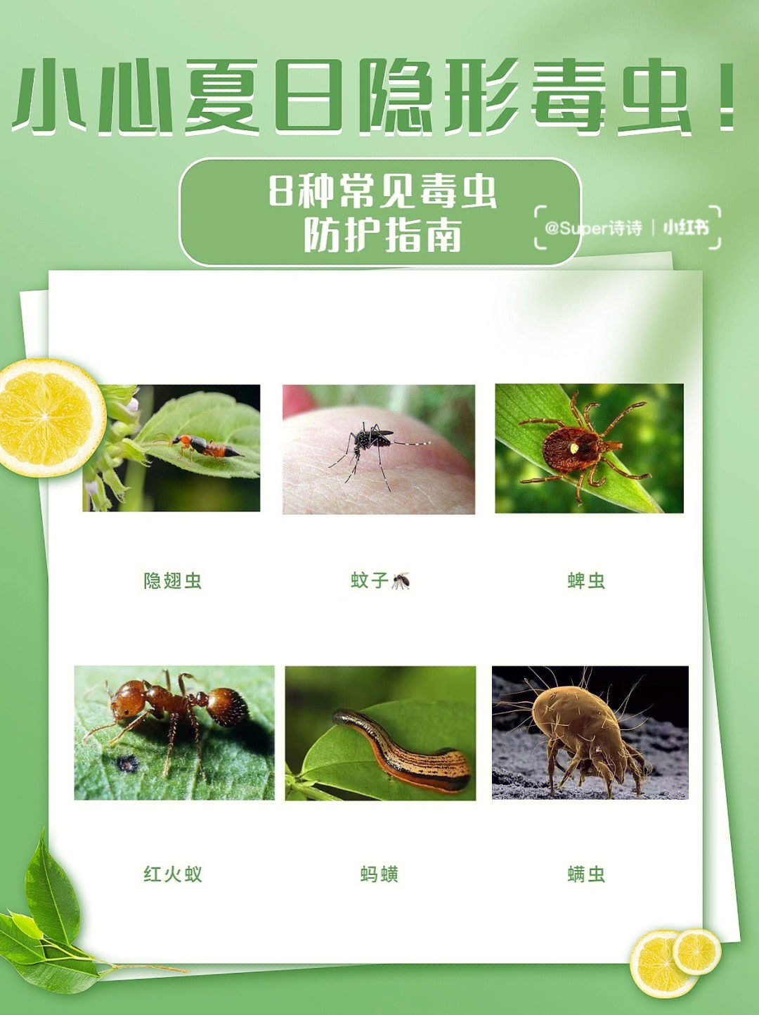 小心夏日常见8种毒虫附预防指南