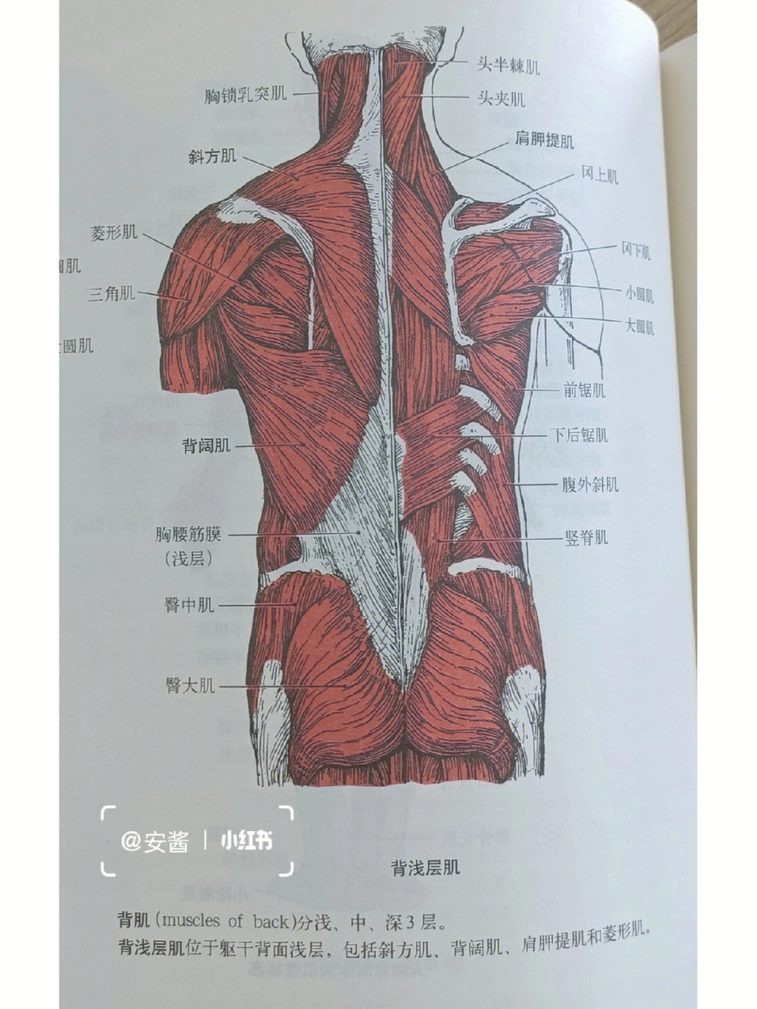 三角韧带深层浅层图片