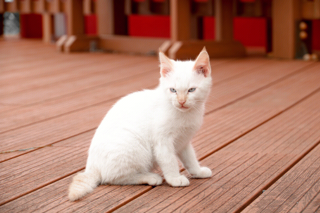 猫咪摄影白猫