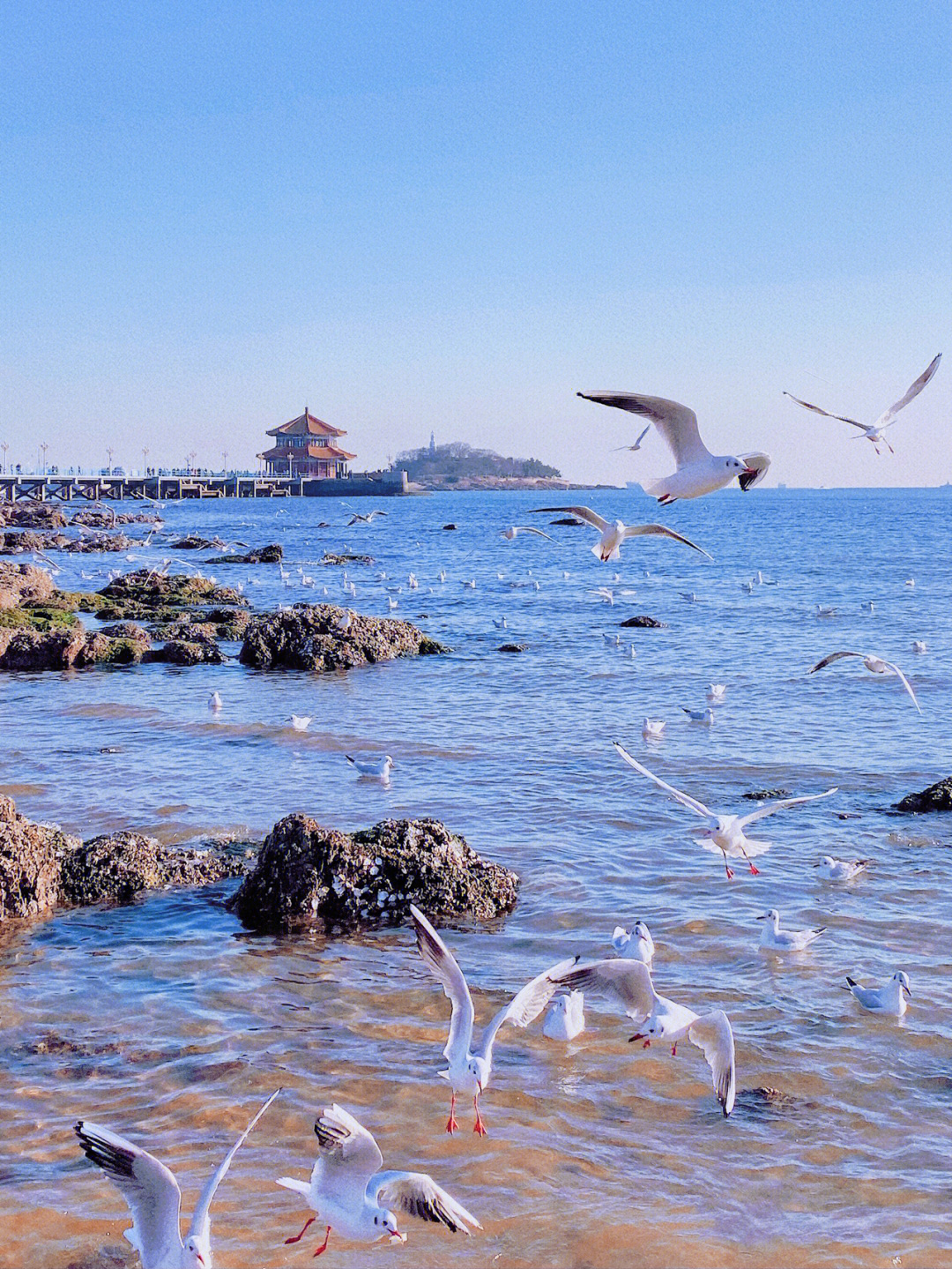 青岛大海海鸥照片图片