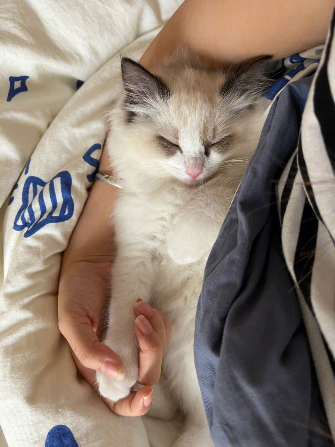 喜欢睡在怀里的小猫咪