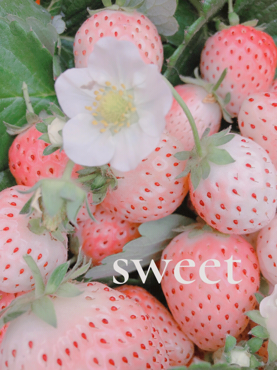 多肉白草莓状态图图片