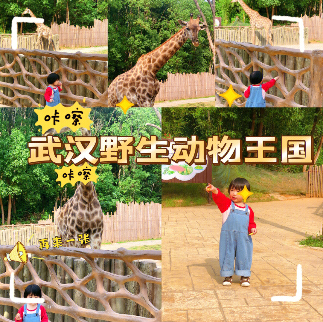 武汉野生动物园这样拍氛围感就来了