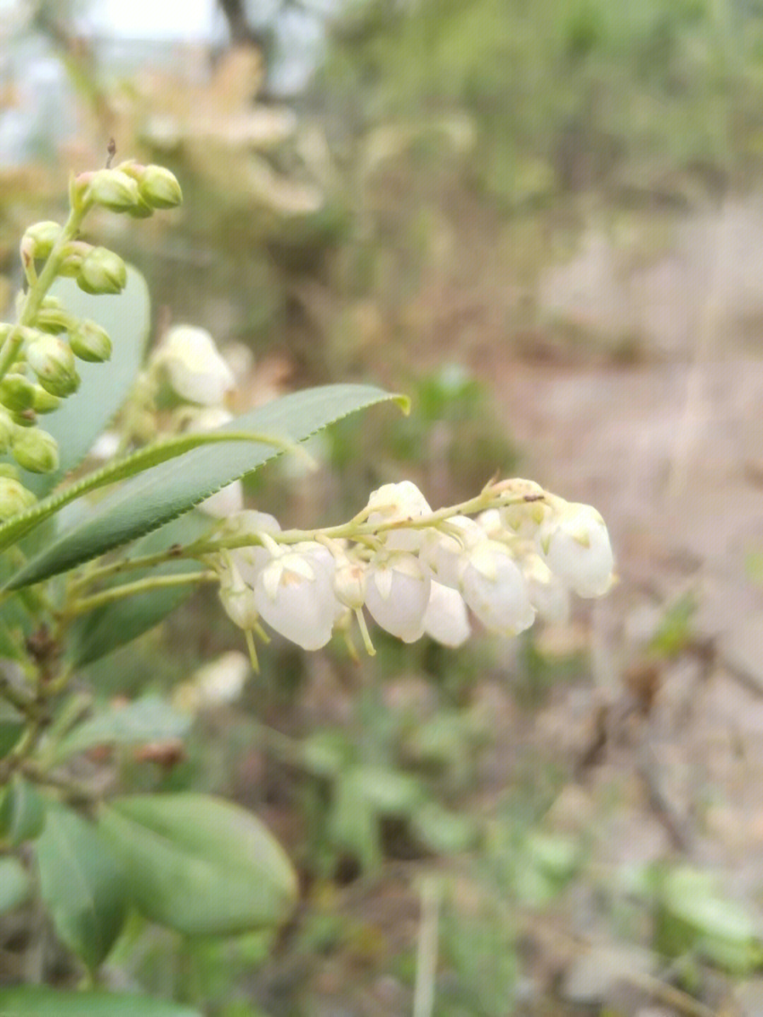 美丽马醉木