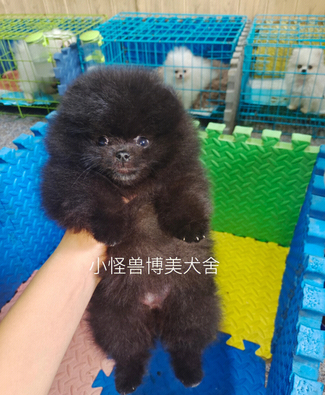 黑博美犬价格图片