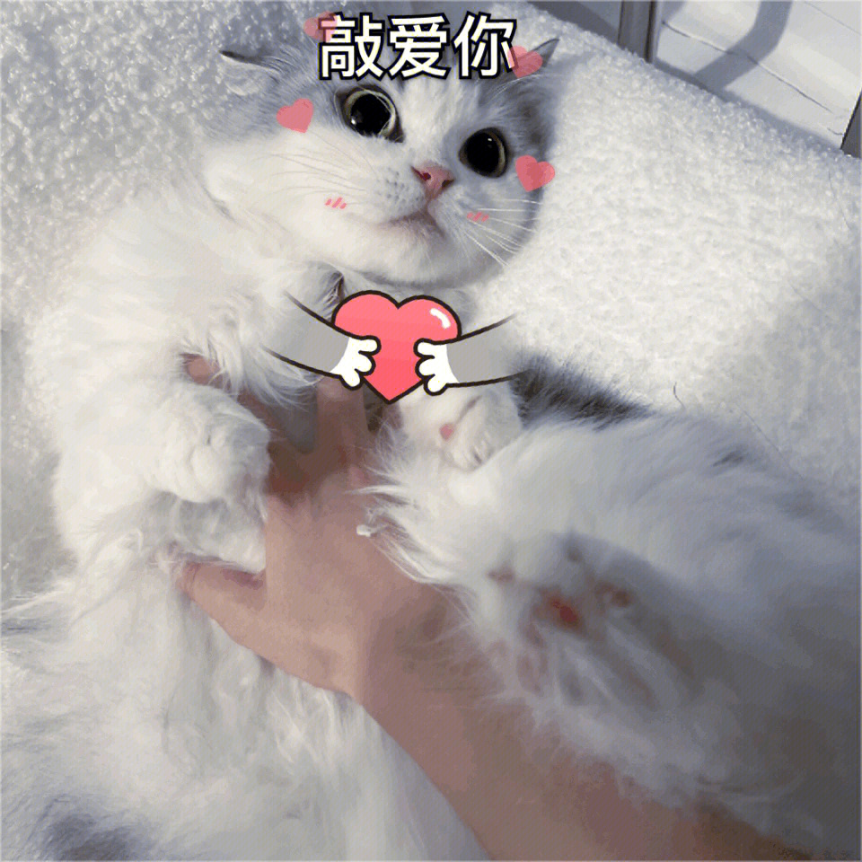 猫变成女孩子表情包图片