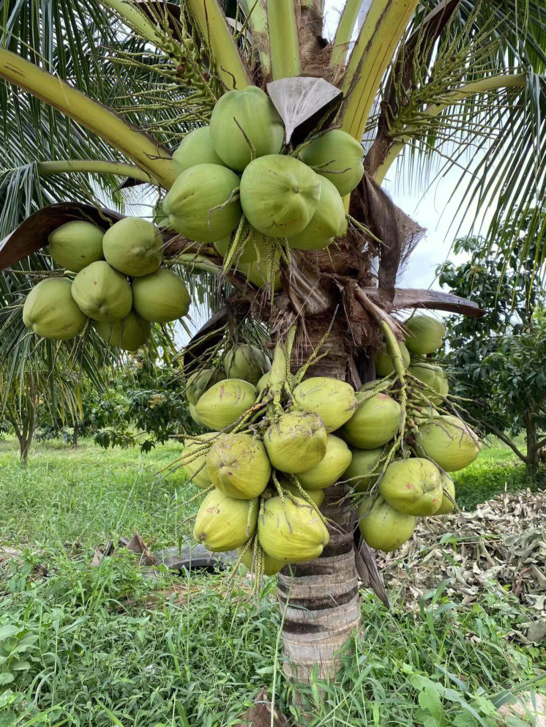 艾诺迪亚4椰子树果实图片