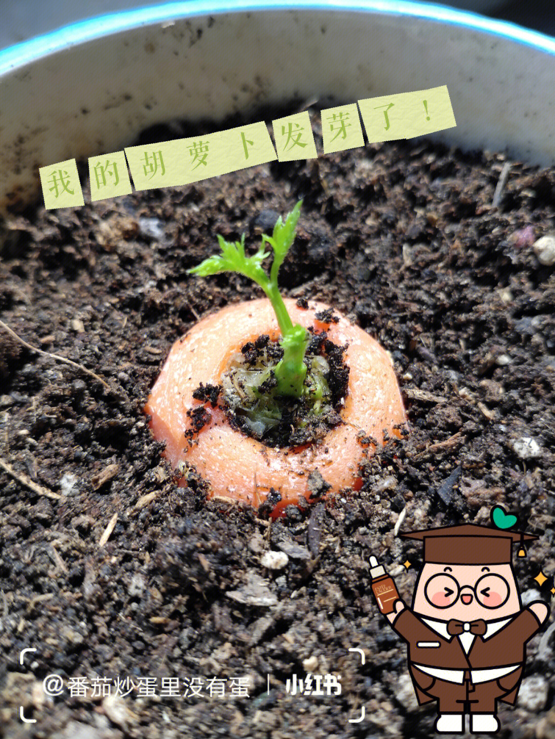 我的胡萝卜发芽了050505