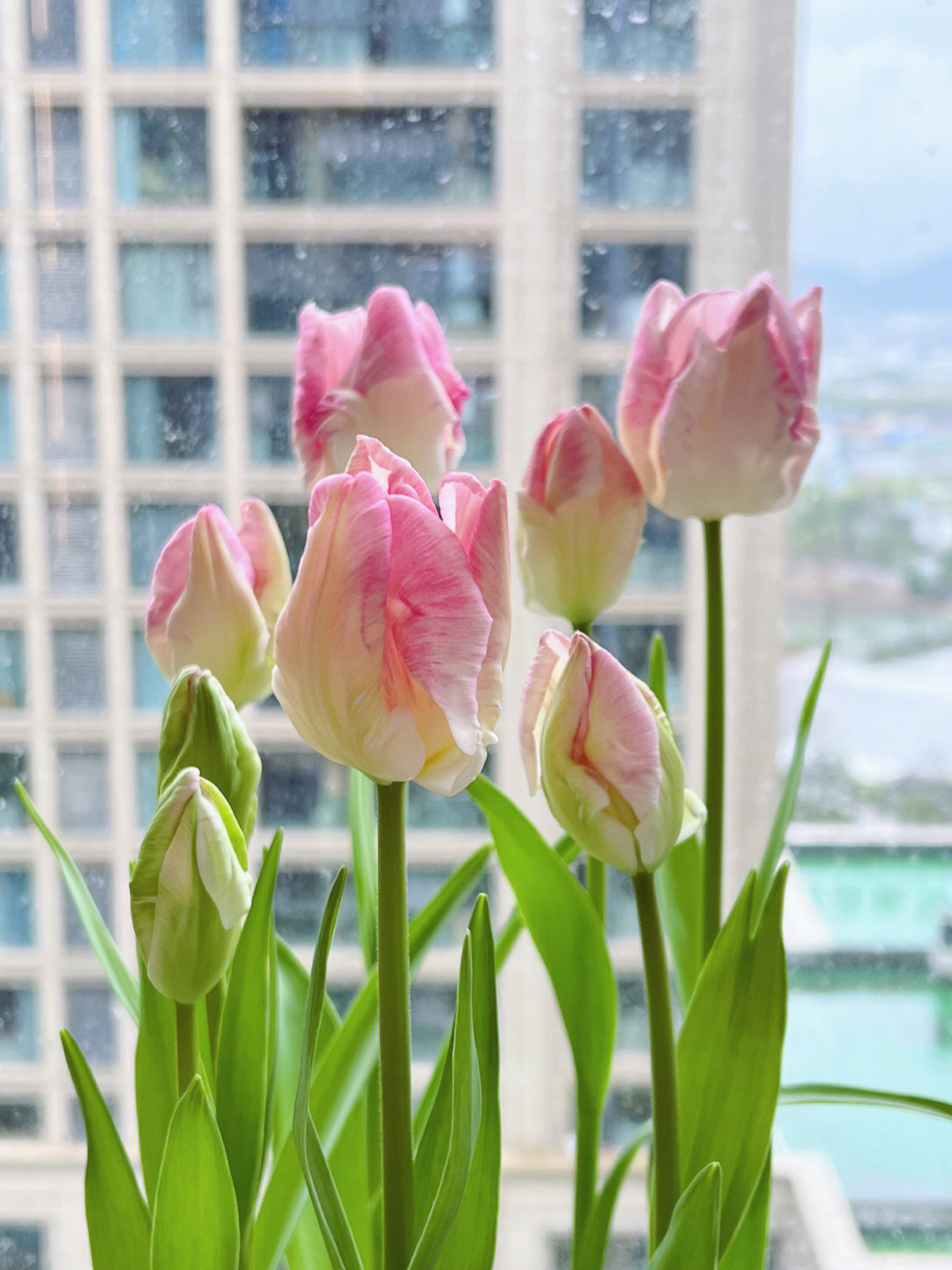 鹦鹉郁金香花语图片