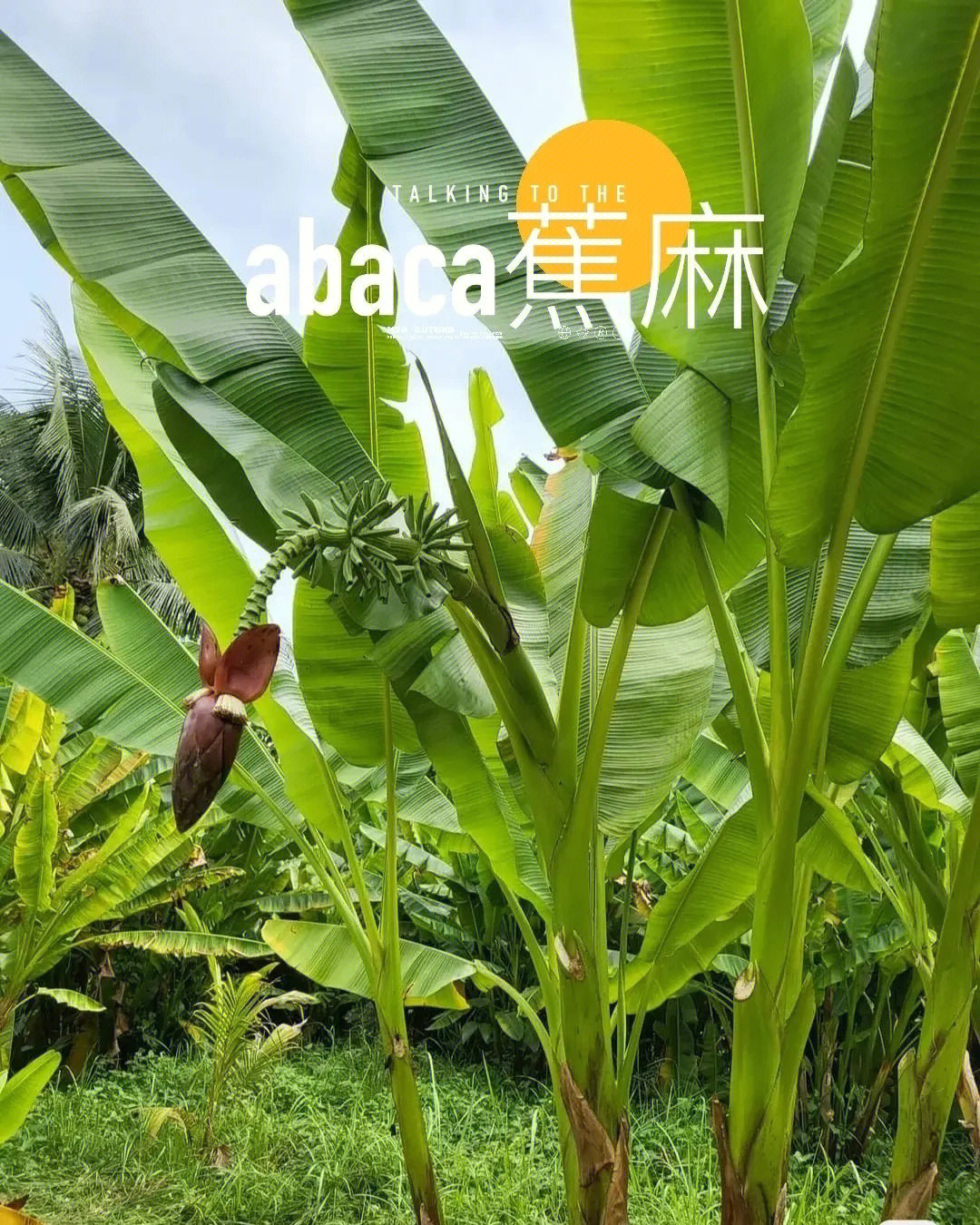 蕉麻,是芭蕉科芭蕉属多年生草本植物,重要的硬质纤维作物,又称马尼拉