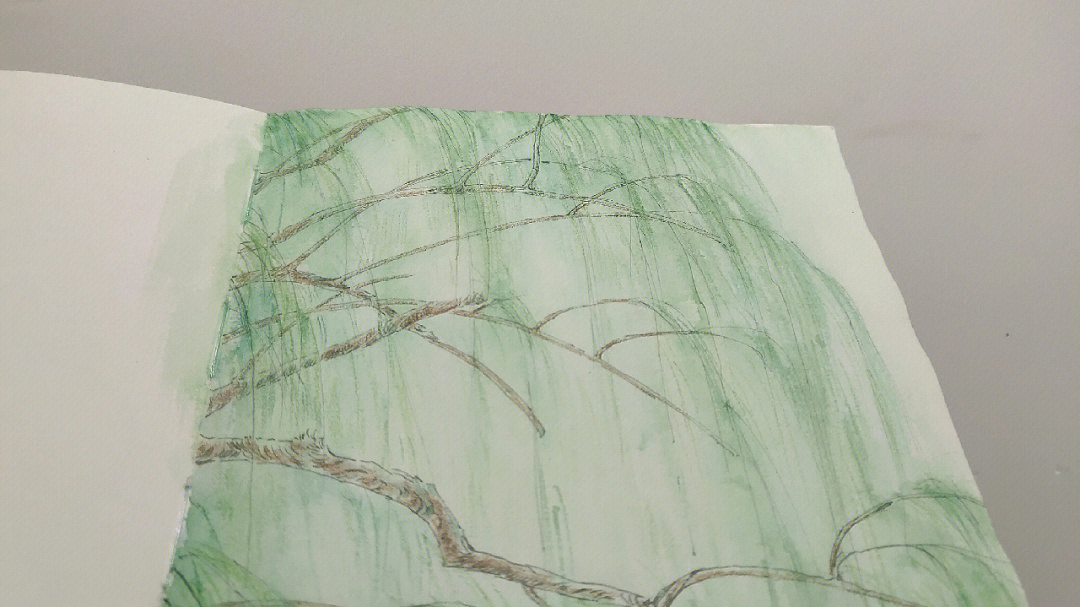 柳树水彩画水粉图片