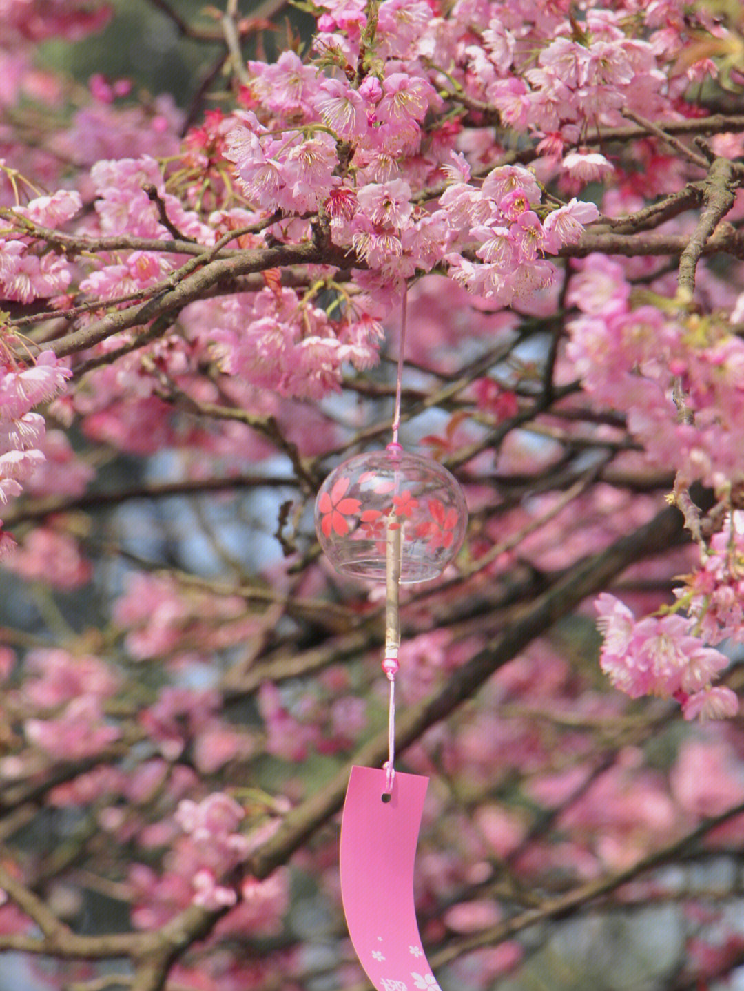 重邮樱花图片