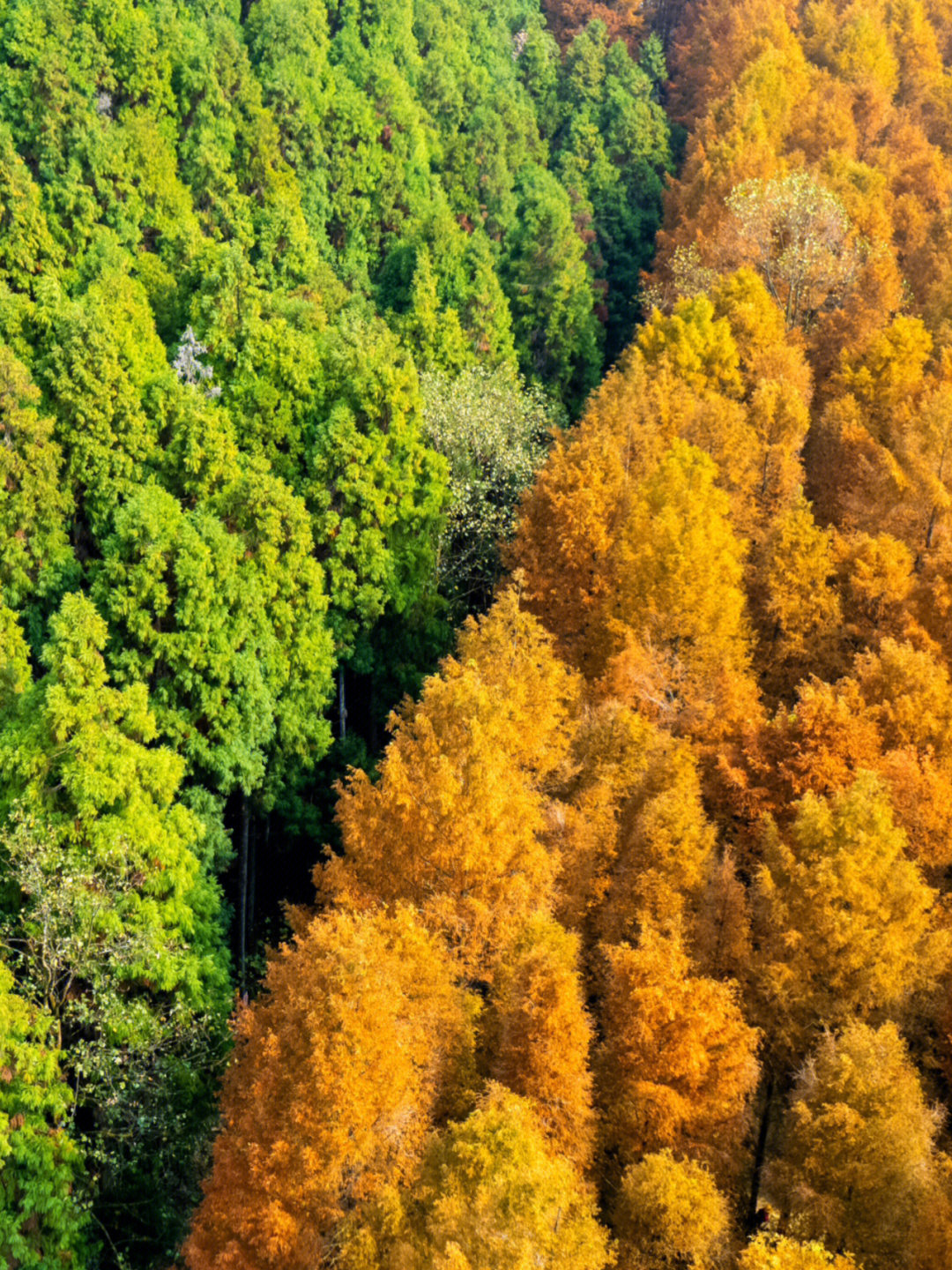 南川山王坪的秋天图片