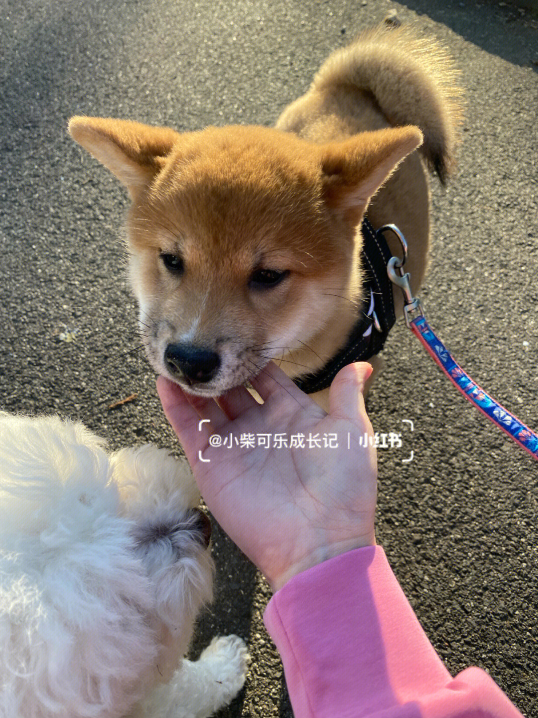 柴犬头顶飞机情侣图片图片