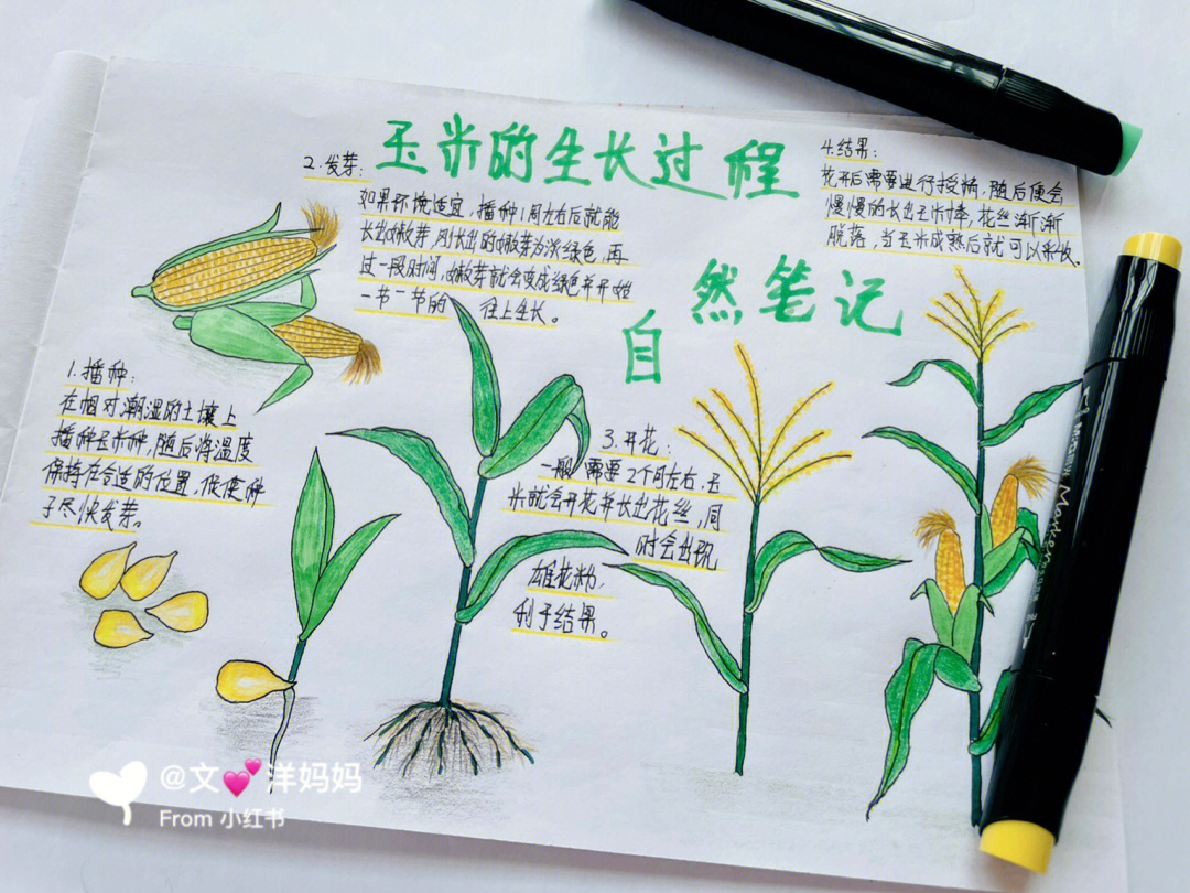 玉米的生长过程记录图片