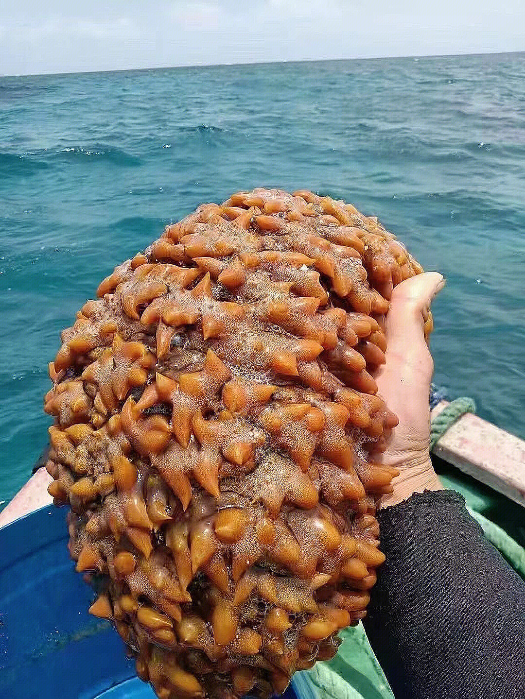 海参耳状幼体图片