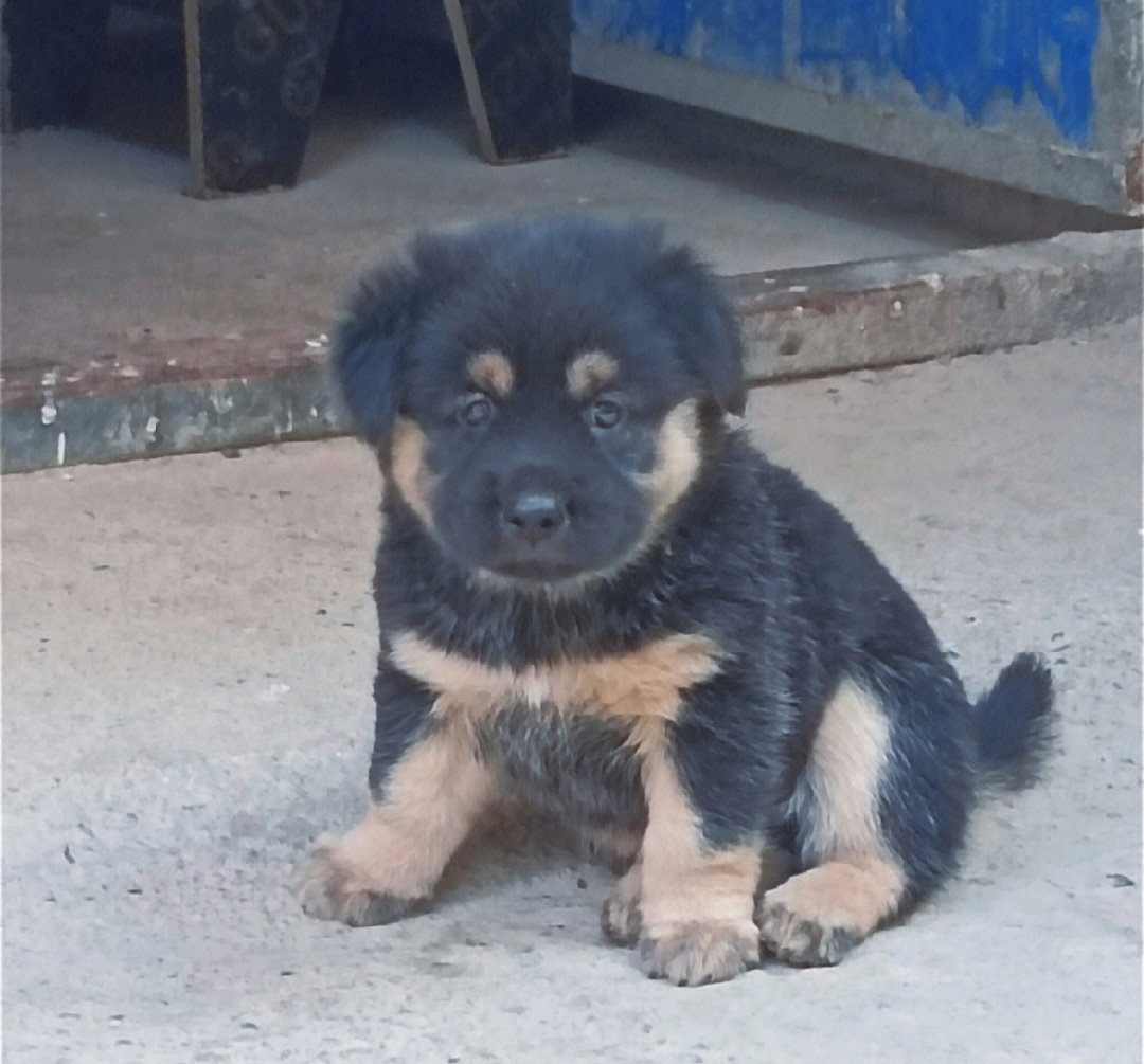 土狗和蝴蝶犬杂交特点图片