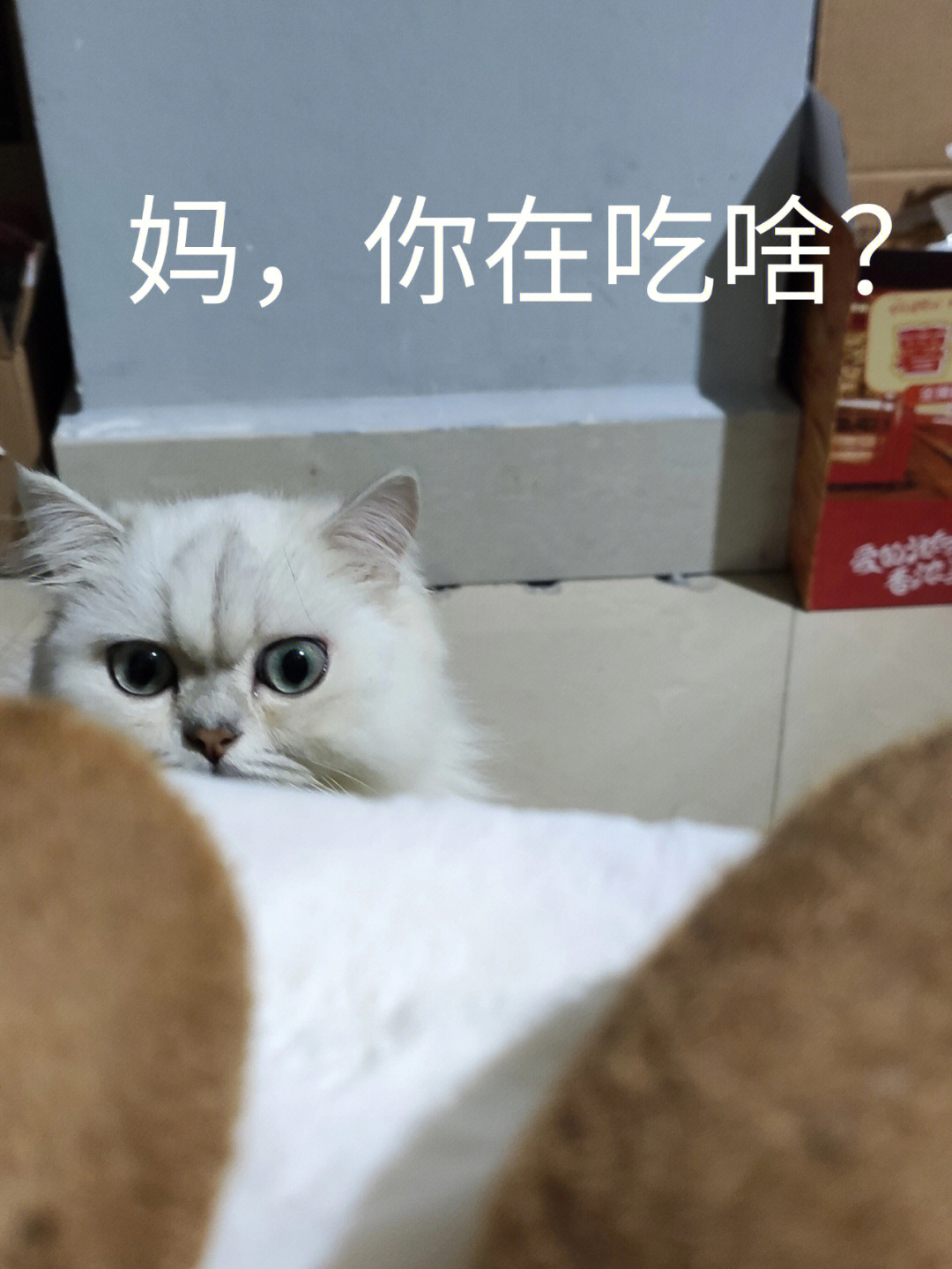 你们的猫也这么馋吗