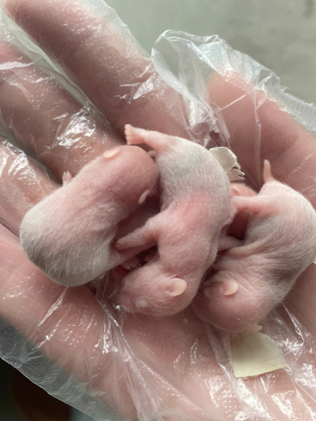 刚出生的仓鼠十天图片