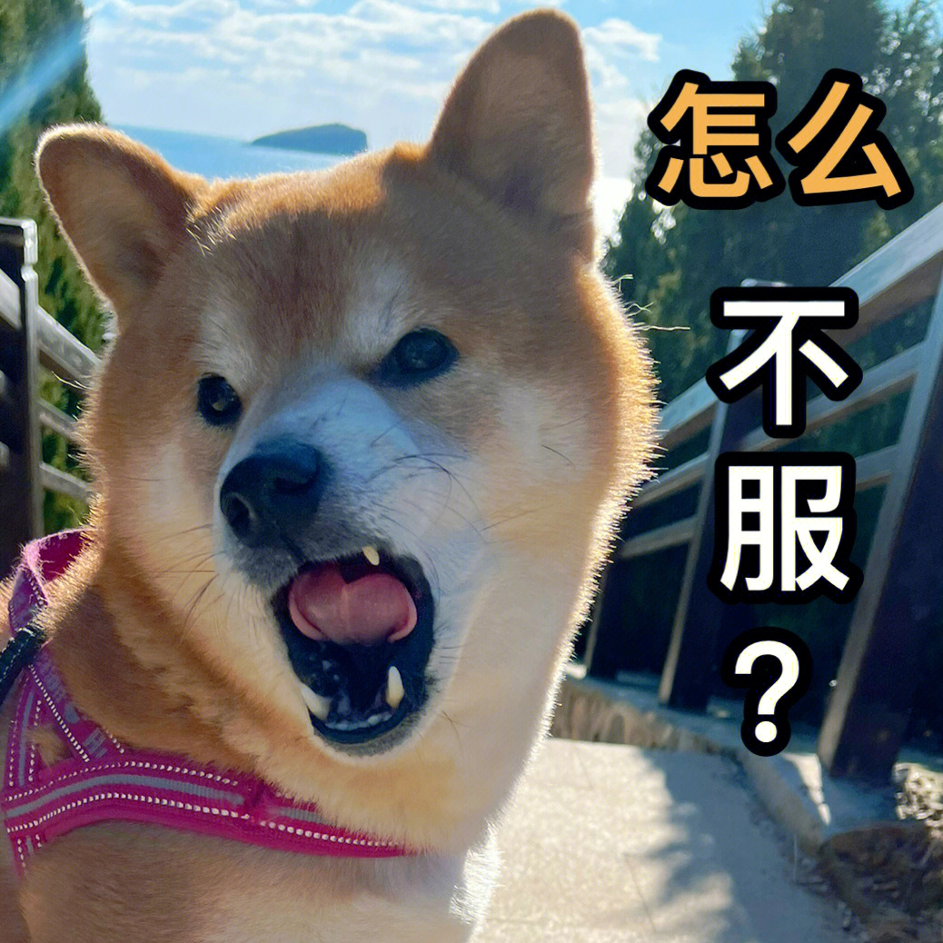 柴犬表情包