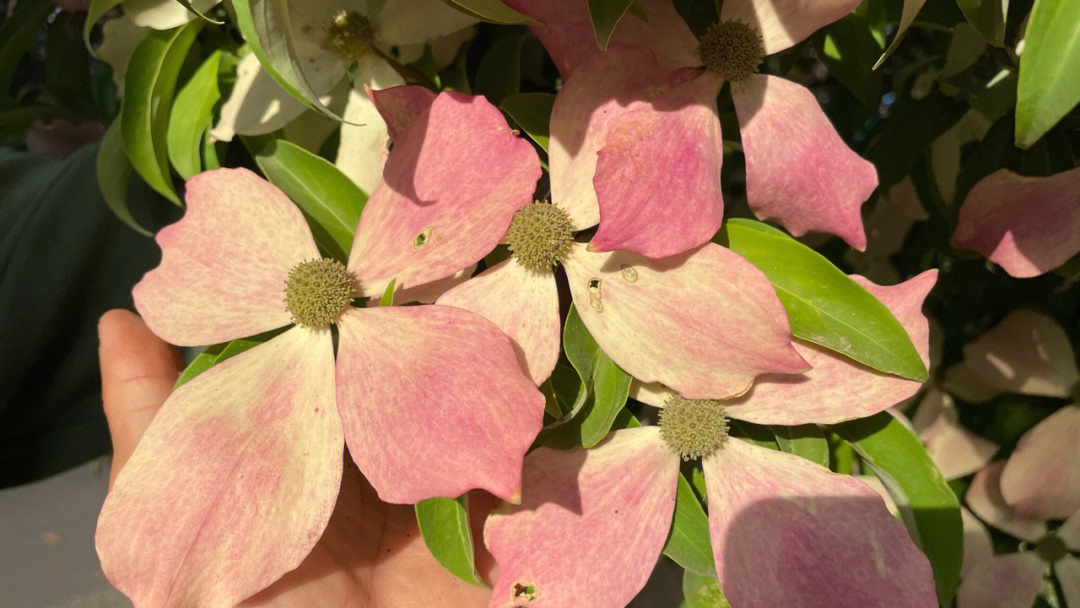 红花四照花种植方法图片