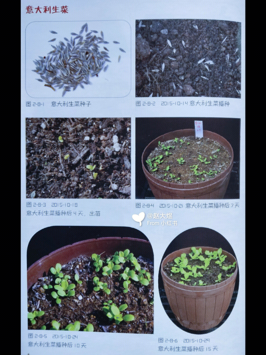 菜苔的生长过程图片图片