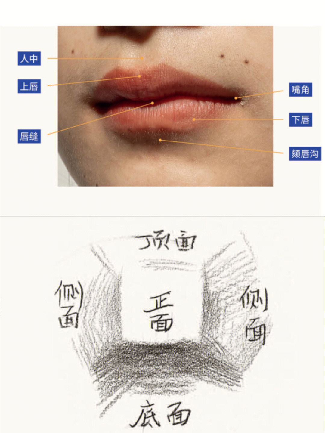 嘴唇的结构图图片