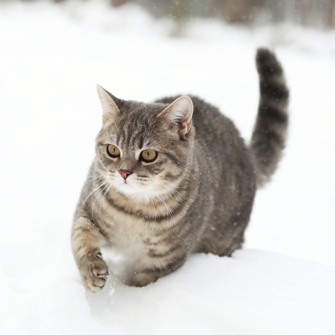 玩雪的小美猫