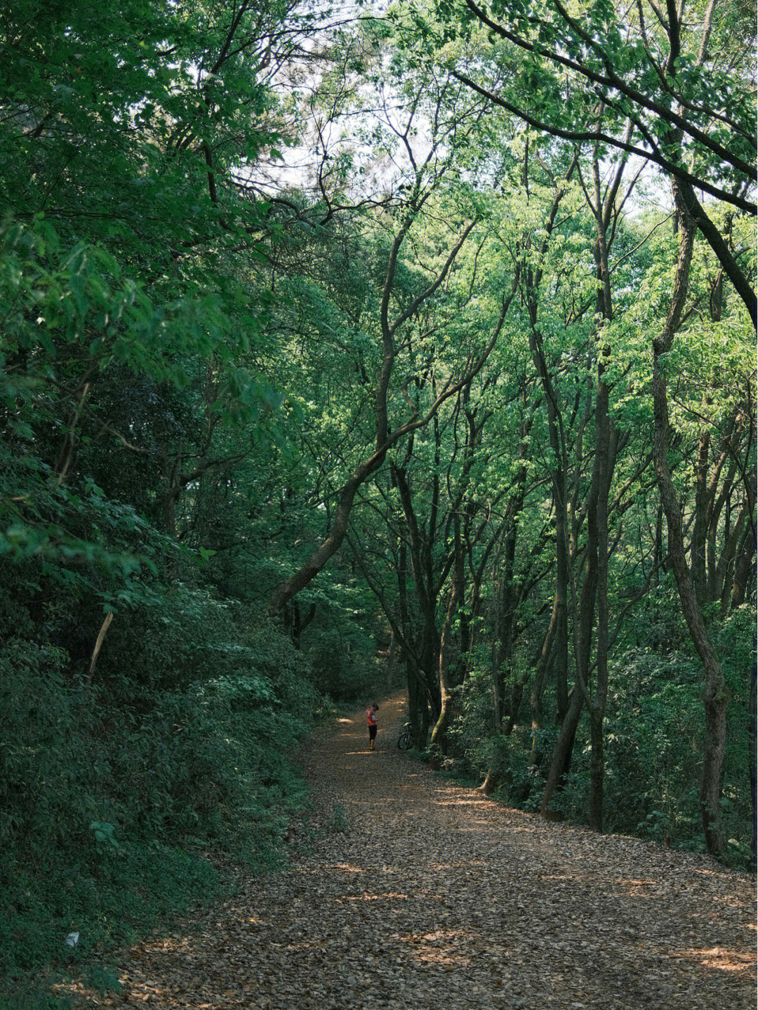 岳麓山春天图片