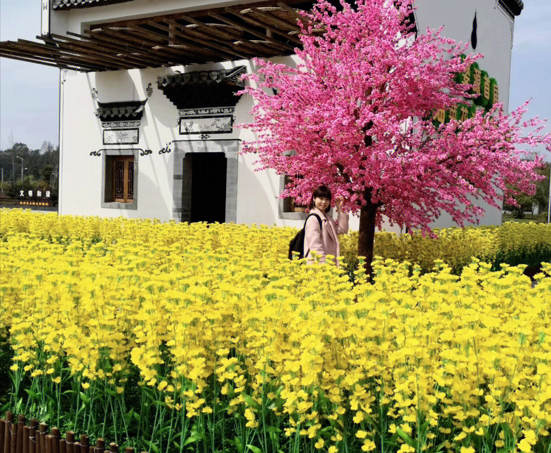 干货中国最美乡村最美油菜花