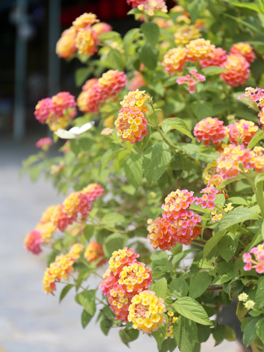 荷兰花卉小镇春色の花