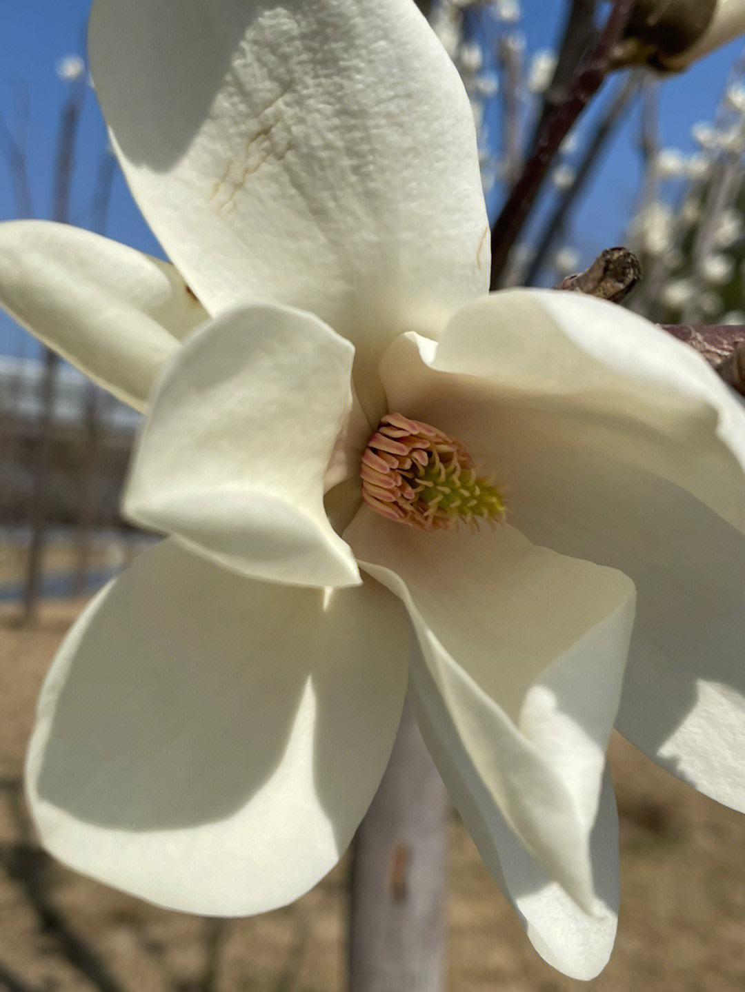 玉兰花花蕊像什么图片