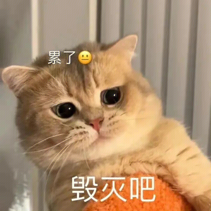 毁灭吧猫咪表情包图片